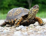 Photo by Pam Golben. Meet the Box Turtle at the Hudson Highland's Nature Museum on Saturday, August 18 and Sunday, August 19 at 2:30 p.m. 