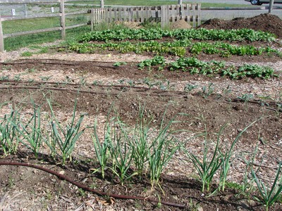 The beds are all irrigated