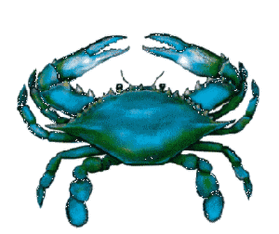 A Blue Crab