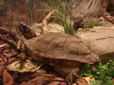 Home of the wood turtle,