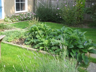 Comfrey, catnip and chocolate mint