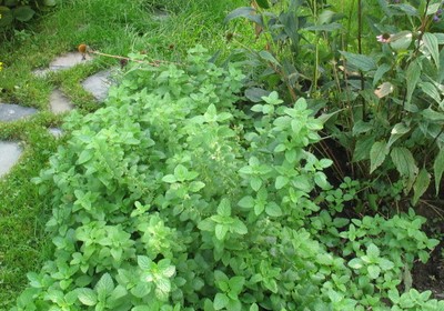 Lemon balm and echinacea