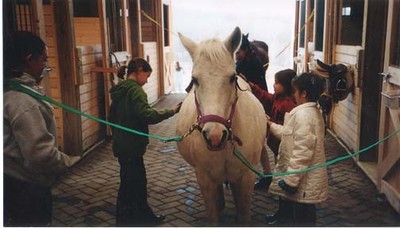 Students grooming one of the horses in the barn.