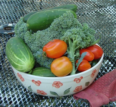 Are you hungry for some fresh garden produce?