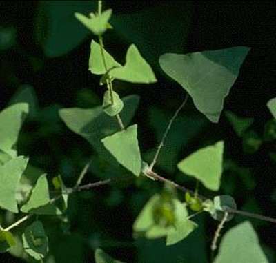 Watch out for this vine.