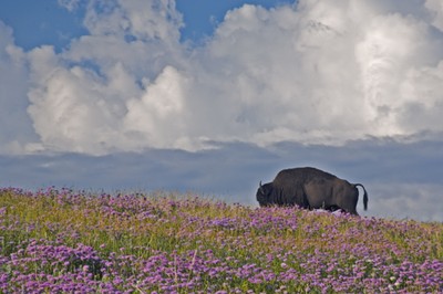 Bison in Blossoms.  Photo by Tom Doyle.