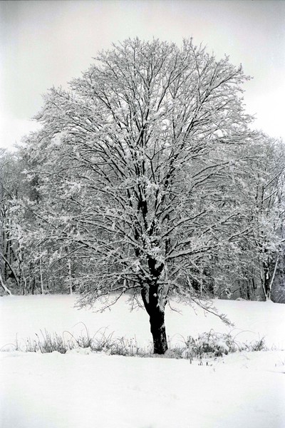 Winter Tree by Mary Ann G. Neuman