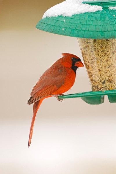 A cardinal at the bird feeder.