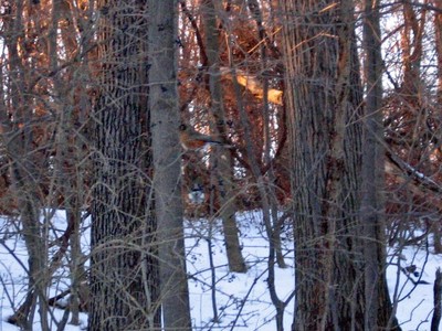 A robin in the woods.  Photo by Joe Cornish.