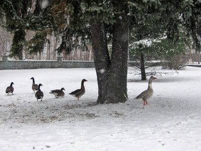 The ducks seek shelter from the storm at Donahue Park.