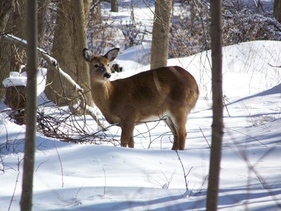 Deer photo by Kenny Bates.