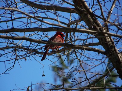 A cardinal in his tree top perch.  Photo by Kenny Bates.