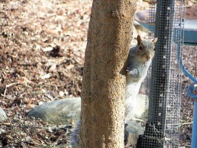 The squirrel eyes the bird feeder.  Photo by Kenny Bates.