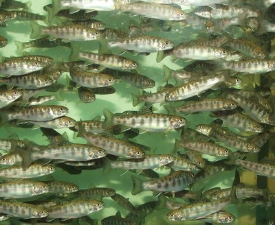 Trout Weekend at the Museum's Wildlife Education Center