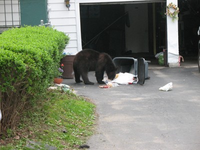 The bear eats from a garbage bin on Wood Avenue in Cornwall-on-Hudson.  Photo by Jaclyn Schultz.