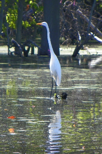 Great Egret photo by Kenny Bates.