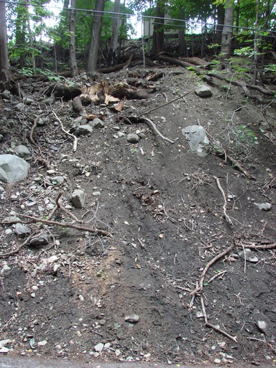 Fallen trees and exposed roots are visible along the steep slope.