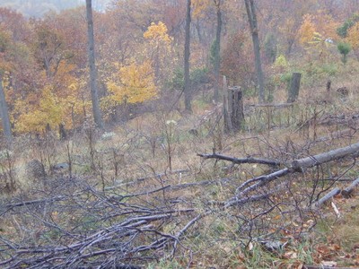 Fallen trees on Round Top.  Photo by Barbara Farabaugh.