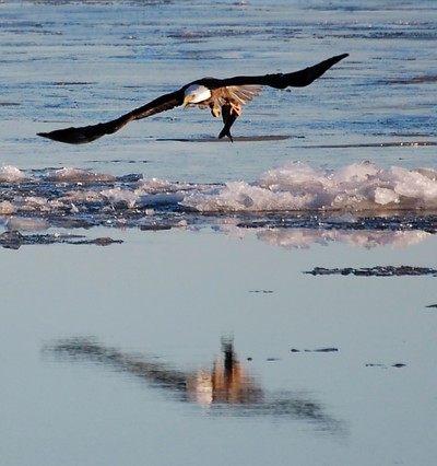 The eagle population in New York is growing.  Photo by Eric Shaw.