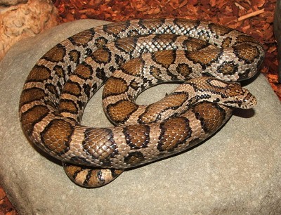 Snakes Alive at the nature museum.