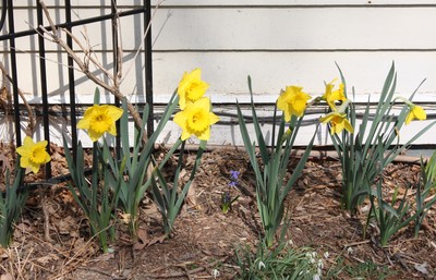 Sign of Spring. Photo by Nancy Peckenham.