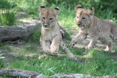 Lion cubs photo by Maureen Moore.