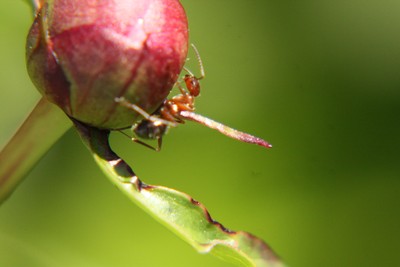 Ants on my peonies. Photo by Maureen Moore.