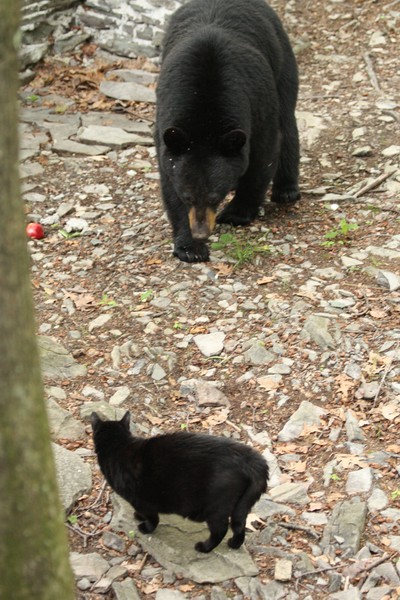 Bear and cat.  Photo by Maureen Moore.