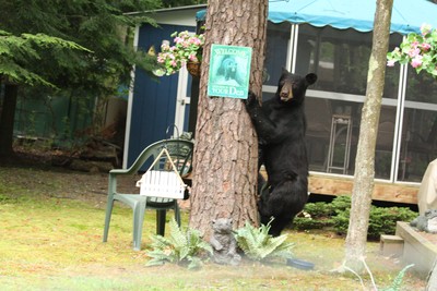 Welcome, Bears.  Photo by Maureen Moore.
