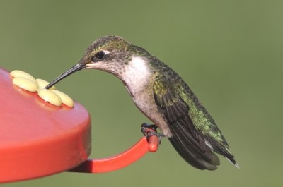 Hummingbirds at the Hudson Highlands Nature Museum. Saturday, July 13 at the Hudson Highlands Nature Museum at 10 a.m. Photo by Maureen Moore.