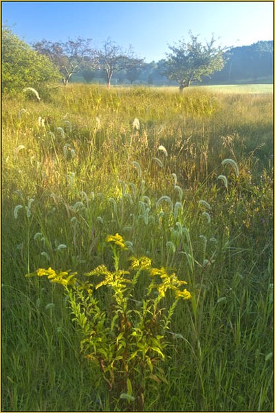 Goldenrod and Catkins.  Photo by Tom Doyle.