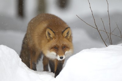 Discover the Fox at the Hudson Highlands Nature Museum on Saturday, January 12 at 10 a.m. Photo provided.