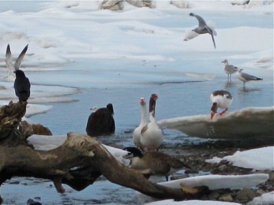 Geese on Ice. Photo by Jim Lawless.