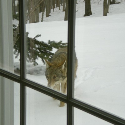 Coyote outside my window by Lynne Goldman