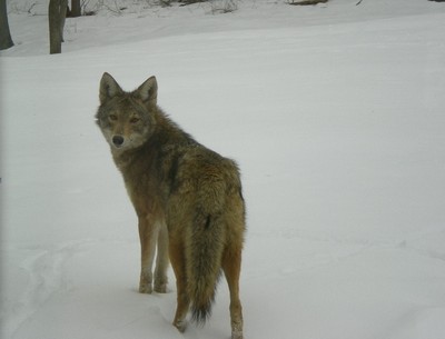 Coyote photos by Lynne Goldman