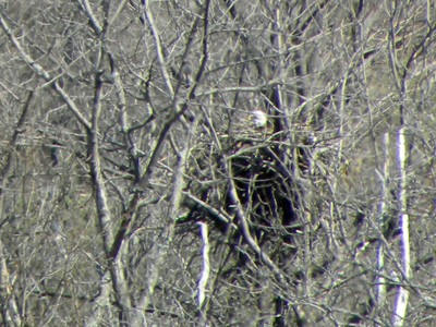 An eagle sitting in its nest.