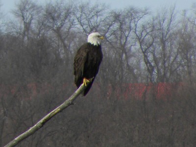 One of the eagles observing around him while sitting on a tree branch