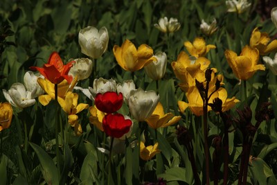 Spring flowers.  Photo by Maureen Moore.
