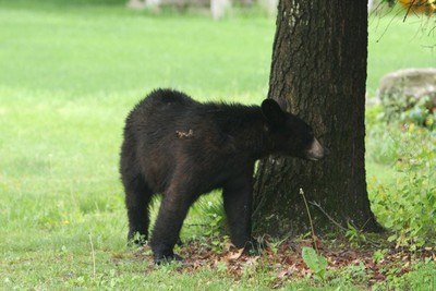 Bear in the backyard of a Cornwall residence last May. Photo by Connie Wagner.