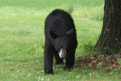 Bear in the Backyard. Photo by Connie Wagner.
