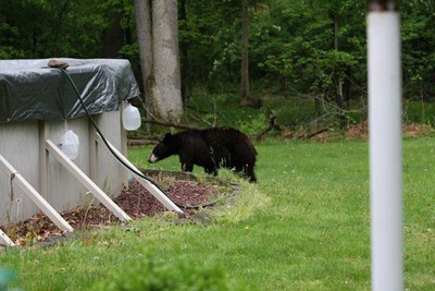 Bear in the Backyard. Photo by Connie Wagner.