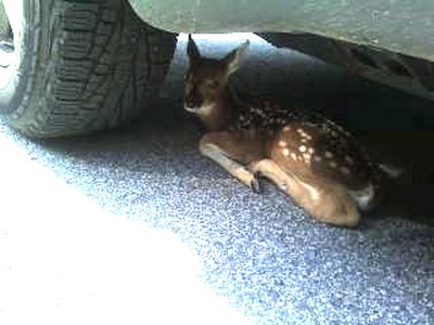 The baby fawn hid under a parked car at town hall.