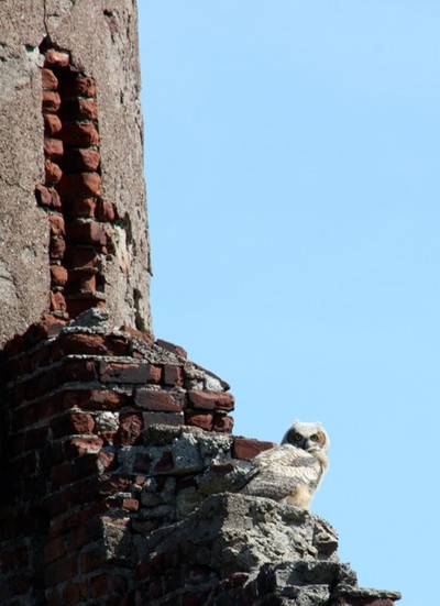 Owl at the arsenal at Bannerman's Island.  Photo by Karen Schaack.