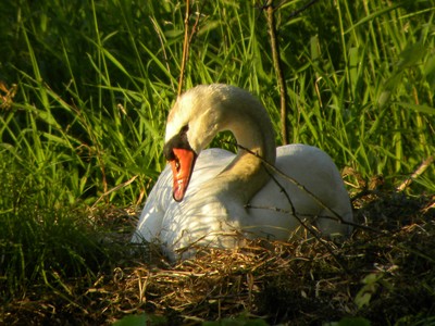 Nesting Swan at Brown's Pond by Maureen Moore.