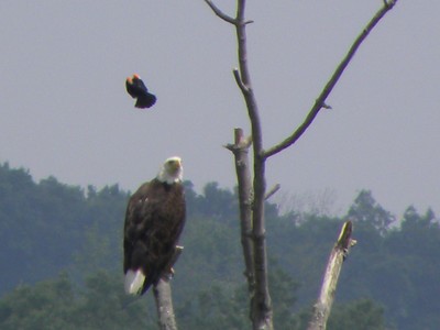 Eagle and the Little Bird. Photos by Maureen Moore.