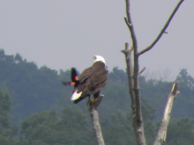 Eagle and the Red Wing Black Bird photos by Maureen Moore.