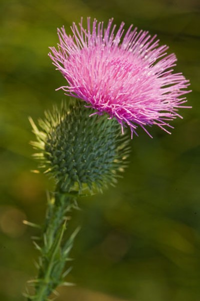 September Thistle.  By Tom Doyle.
