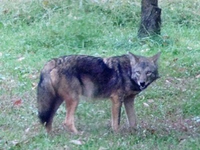 Coyote in a backyard in Cornwall. Photo by Jill Zaharek 