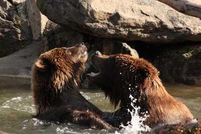 Bears at Play.  Photo by Maureen Moore.