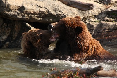 Bears at Play.  Photo by Maureen Moore.
